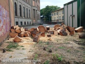 Viterbo - Abbattimento di pini al Paolo Savi