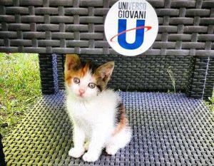 Viterbo - Duchessa, la gattina dell'Unitus