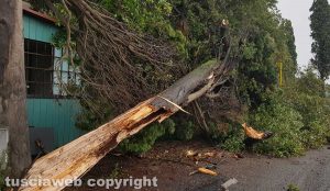 Maltempo - Viterbo - Cimitero - Crollano gli alberi sulle auto