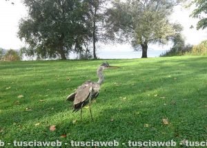 Montefiascone - Airone ferito salvato dalle guardie ecozoofile