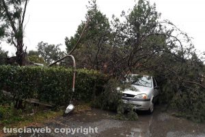 Maltempo - Viterbo - Via Cacciabella - Albero caduto