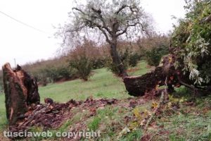 Maltempo - Viterbo - Strada Gallesana - Albero caduto