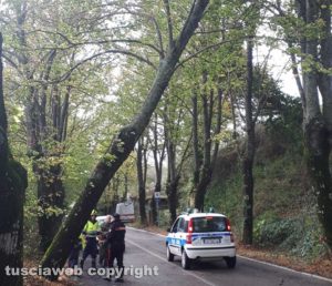Maltempo - Montefiascone - L'albero pericolante sulla Verentana