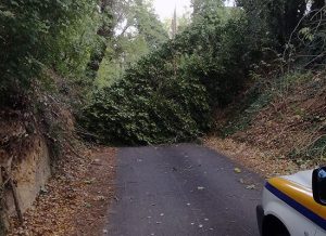Orte - Albero abbattuto dal vento