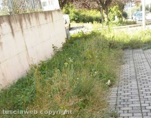 Viterbo - Erbacce in via Raffello