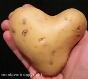 Una patata a forma di cuore