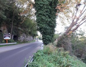 Un albero pericolante - Foto repertorio