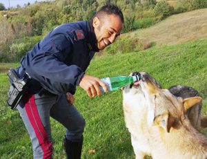 Alessandria - I cani lupo messi in salvo dalla polizia