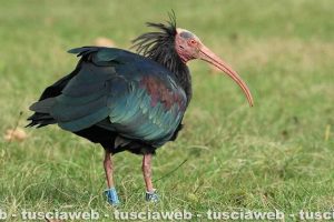Animali - Un esemplare di ibis eremita del progetto 'Life +'