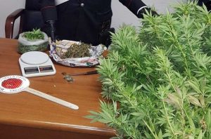 Civitavecchia - La marijuana sequestrata dai carabinieri
