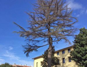 L'albero nel cortile della scuola media di Vetralla