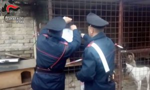 Civitavecchia - I cani salvati dai carabinieri
