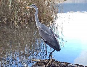Montefiascone - L'airone rimesso in libertà