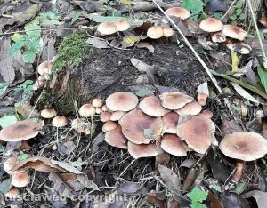 Viterbo - Autunno sui monti Cimini