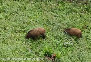 Viterbo - Cinghiali nei giardini di via Belluno