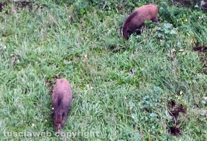 Viterbo - Cinghiali