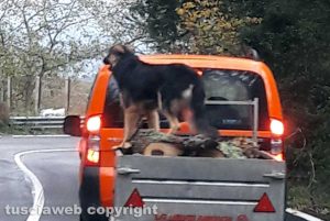 Viterbo - Guida da cani sulla Cimina
