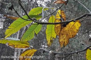 Viterbo - Scorci d'autunno