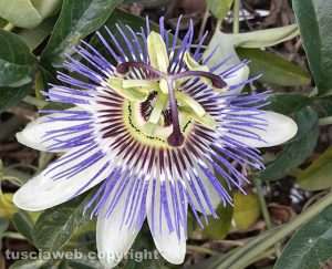 Il fiore della passione