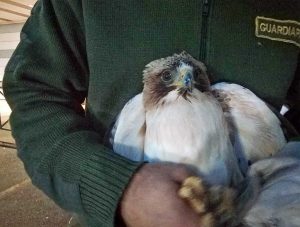 Montefiascone - L'aquila ferita salvata dalle guardie ecozoofile