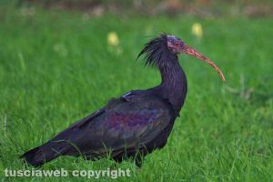 Ischia di Castro - Un esemplare di ibis eremita