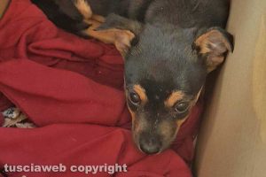 Civita Castellana - Il piccolo Neo