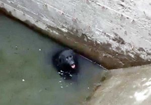 Milano - Labrador finisce in un pozzo pieno d'acqua
