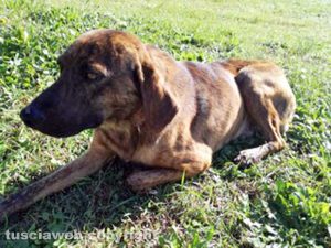 Cane smarrito a Capodimonte