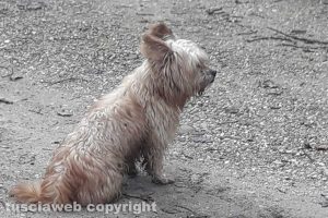 Grotte Santo Stefano - Il cane che si aggira lungo strada Bomarzo
