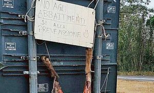 La carcassa del lupo