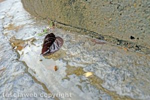 Viterbo - Maltempo
