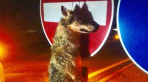 Lupo impiccato a un cartello stradale