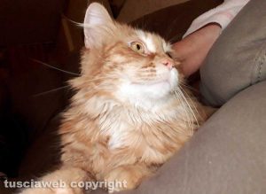 Tuscania - Il gatto smarrito