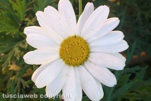 Viterbo - Un fiore d'inverno