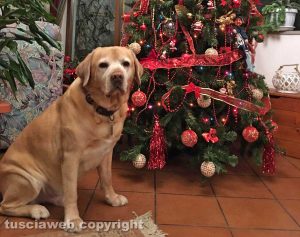 Viterbo - Il Natale a casa di Stefania Cicoria