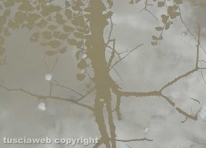 Riflessi nel bosco