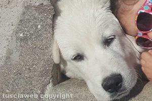 Soriano nel Cimino - Smarrito cucciolo maremmano abruzzese