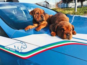 Roma - Poliziotti della squadra volante salvano due cagnolini la sera di Capodanno