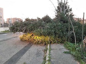 Albero caduto a Tarquinia