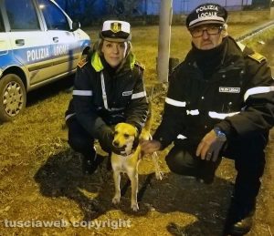Montefiascone - La polizia locale salva un cagnolino legato a un palo