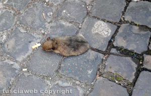 Viterbo - Topo in via Tommaso Carletti