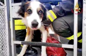Ancona - Il salvataggio del cane