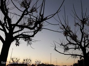Viterbo - Alberi al tramonto