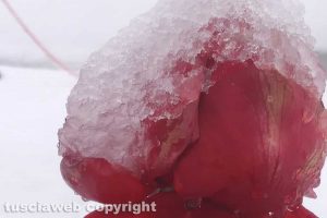 Viterbo - Un fiore coperto di ghiaccio