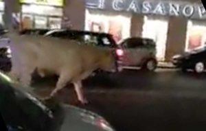 Roma - Il toro in strada