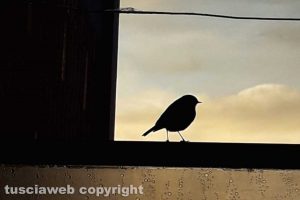 Viterbo - Aspettando la primavera