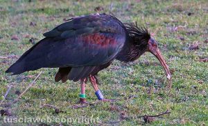 Ischia di Castro - L'ibis eremita Eduardo 165