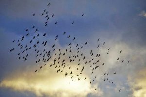Uno stormo di uccelli