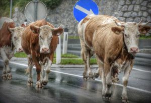 Alcune mucche in mezzo alla strada - Immagine di repertorio