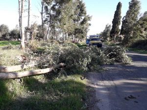 Tarquinia - Volontari Aeopc in azione per alberi caduti e un incendio